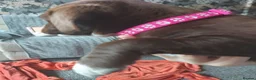 Mixed Breed dogs for sale: Mixed labrador puppies  - Advert 23