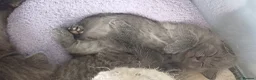 British Shorthair cats for sale: British Blue Shorthair Kittens ♡ - Advert 7
