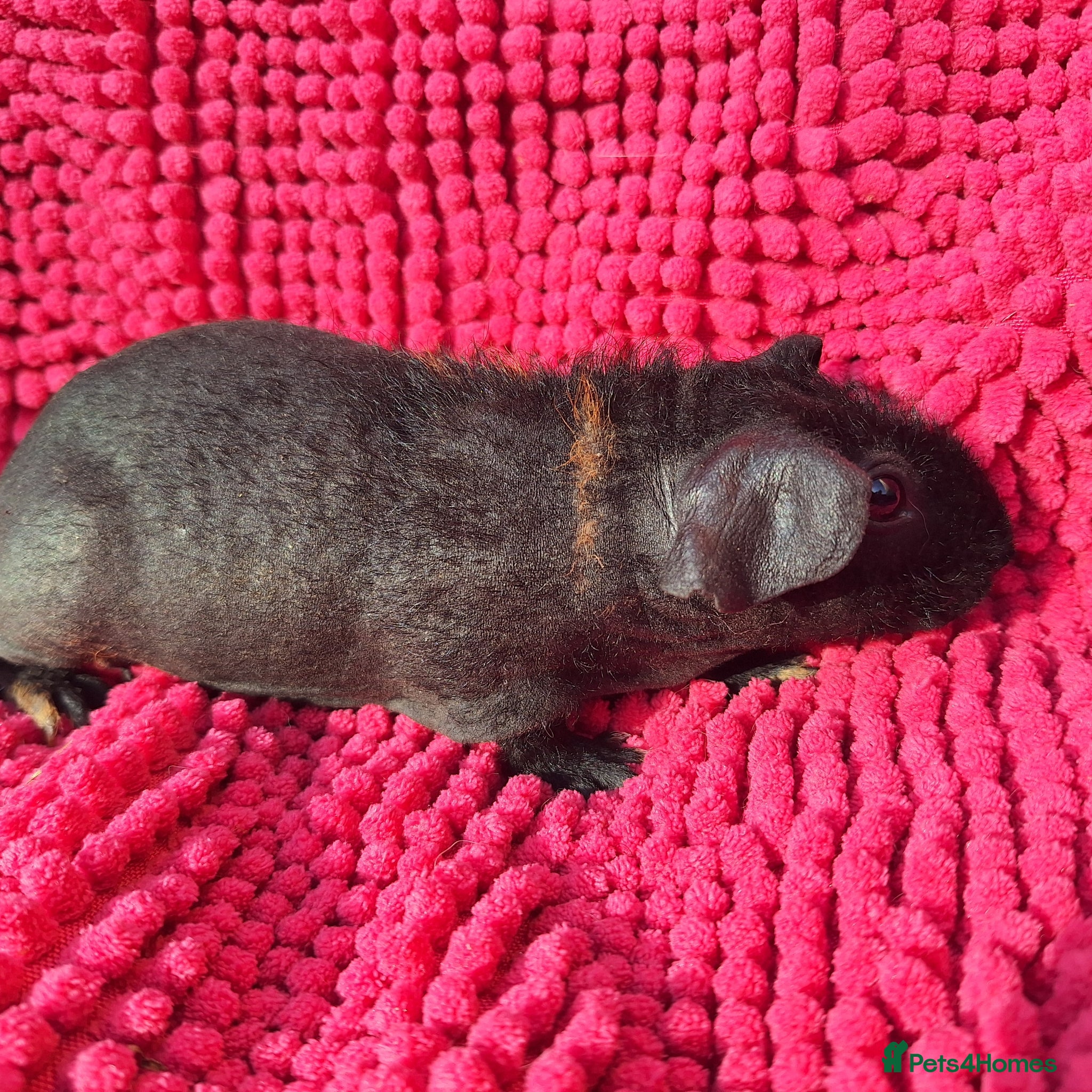 Guinea Pig rodents for sale: 2 gorgeous werewolf girls - Advert 5