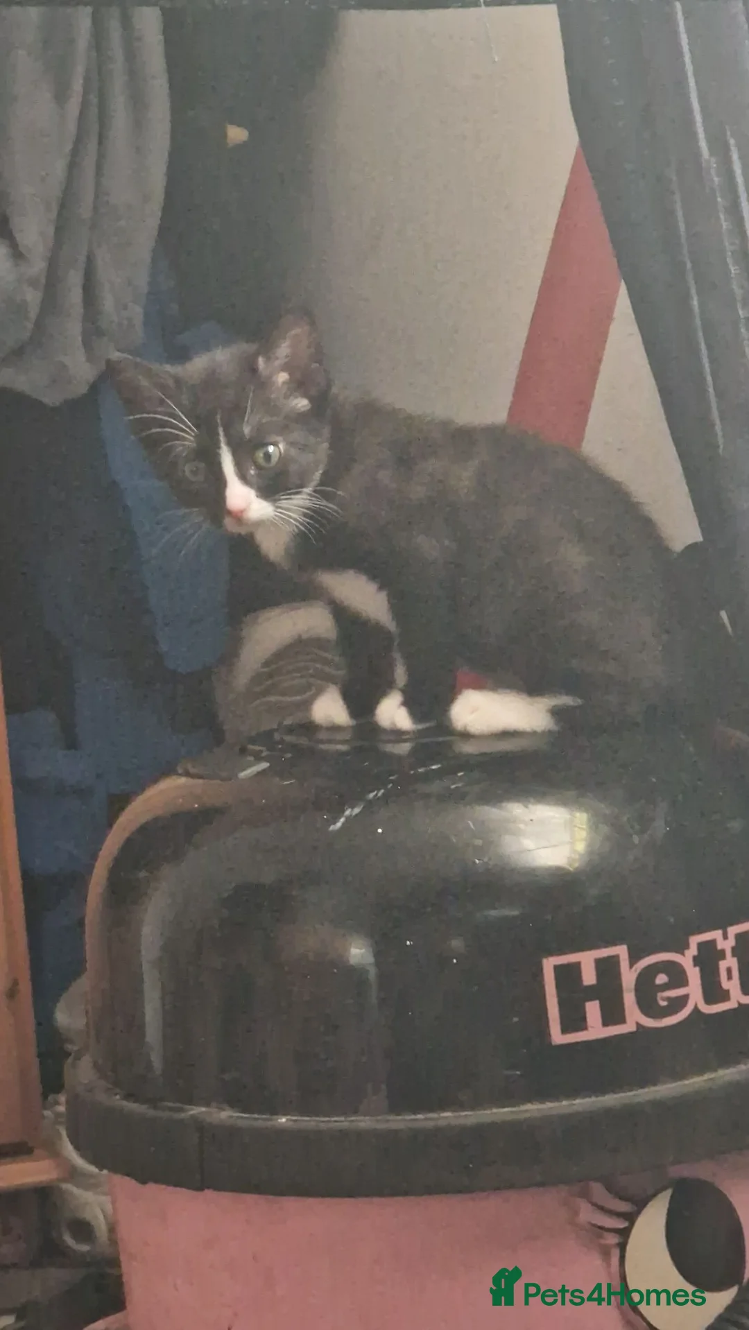 Mixed Breed cats for sale: Kittens in Houghton le Spring - Advert 4