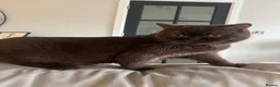 British Shorthair cats for sale: Chocolate British short hair girl 🤎🩷 - Advert 10