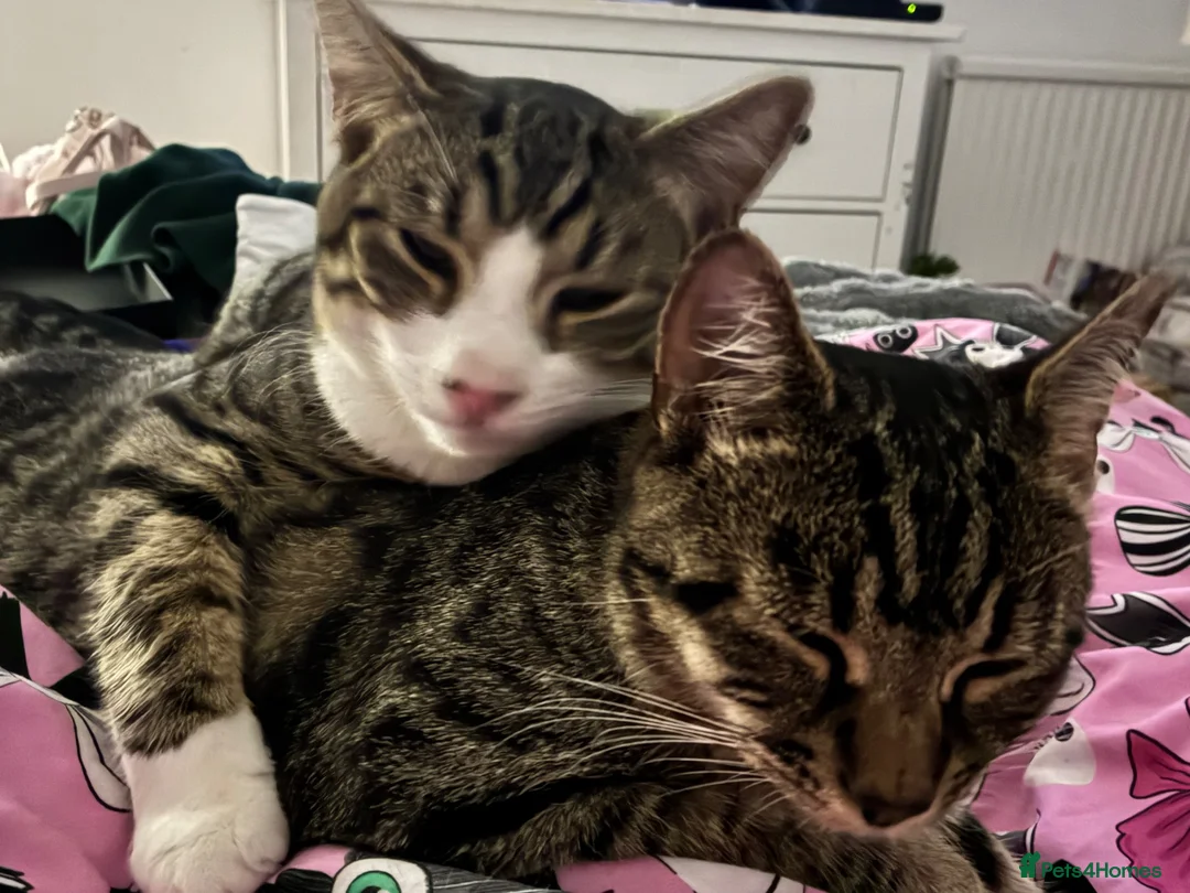 Mixed Breed cats for sale: Male and female 6 month kittens - Advert 1