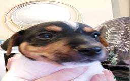Jack Russell dogs for sale: Jack Russell puppies - Image 4