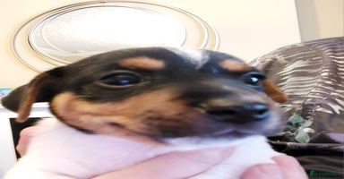 Jack Russell dogs - Advert 14