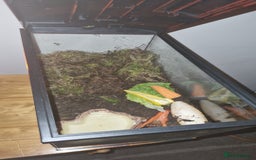Snails invertebrates for sale: 2 Giant African Land Snails With Full Setup - Image 7