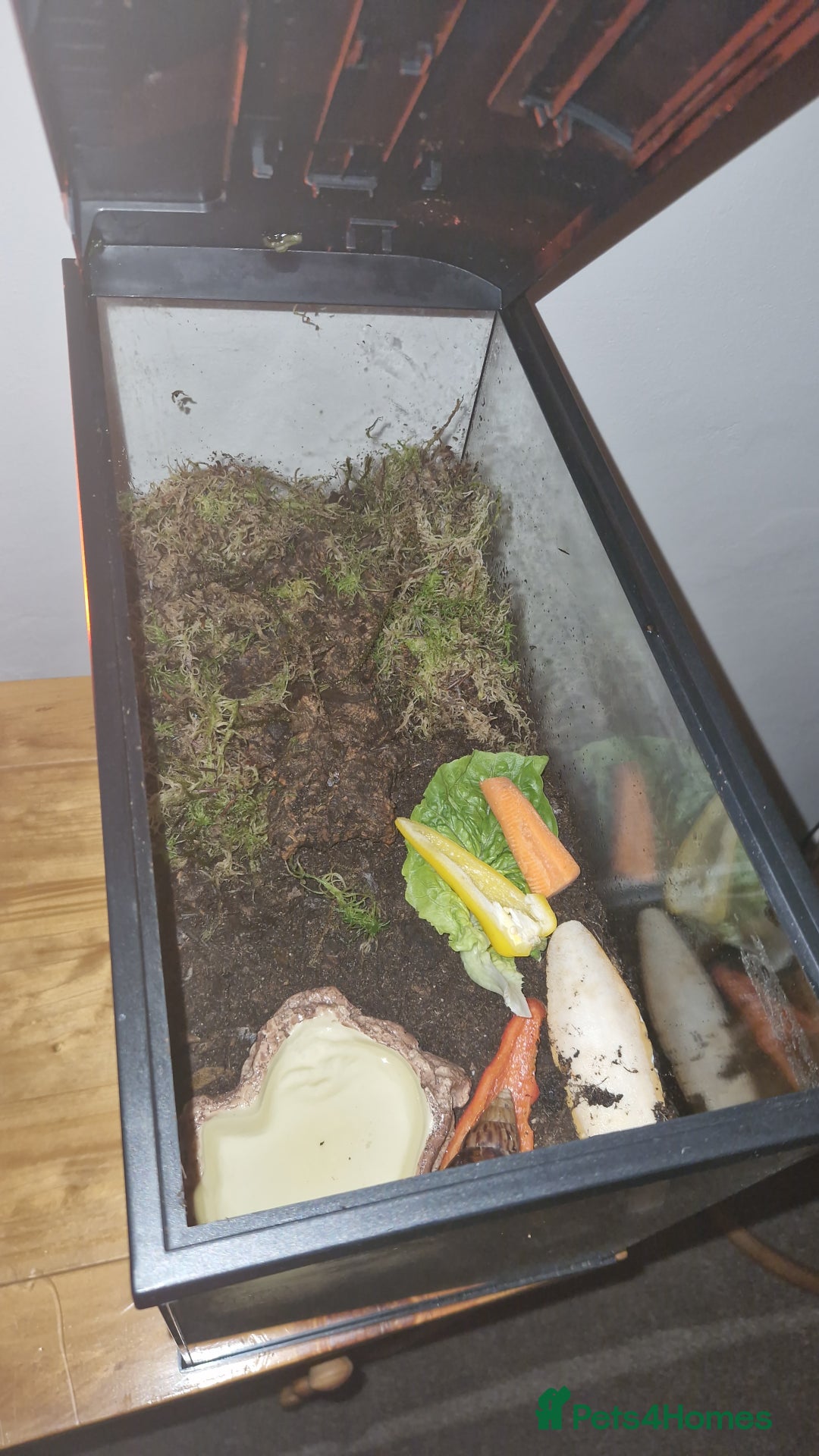 Snails invertebrates for sale: 2 Giant African Land Snails With Full Setup - Image 7