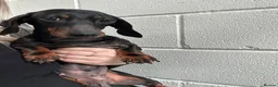 Miniature Dachshund dogs for sale: Pair of Female Miniature KC Dachsunds  - Advert 10