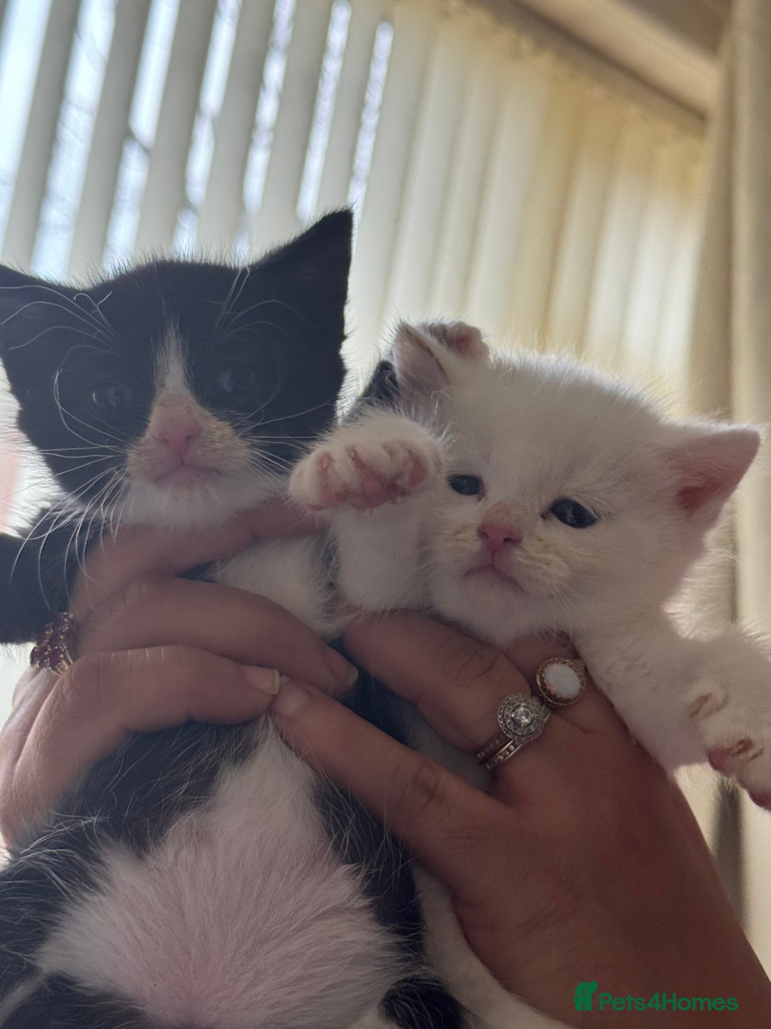 Mixed Breed cats for sale: adorable, cuddly kittens ready to go this weekend - Advert 2