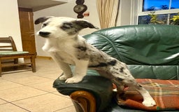 Welsh Collie dogs for sale: Stunning Collie Pups - Image 3