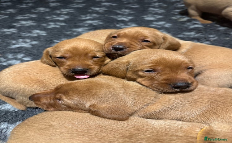 Labrador Retriever dogs - Advert 1