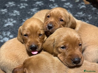Labrador Retriever dogs for sale - Advert 1