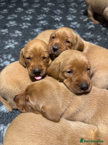 Labrador Retriever dogs - Advert 2