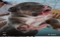 Staffordshire Bull Terrier dogs for sale: Blue tri Staffordshire bull terrier pups for sale  - Image 8