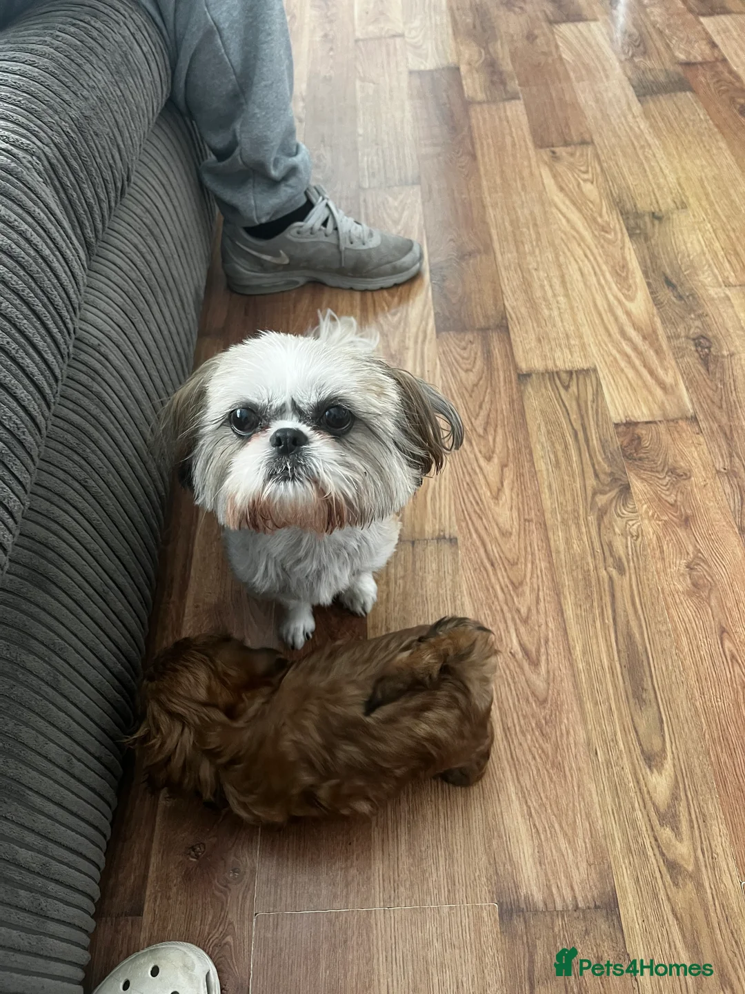 Shih Tzu dogs for sale: Shih tzu puppy  in Sunderland - Advert 2