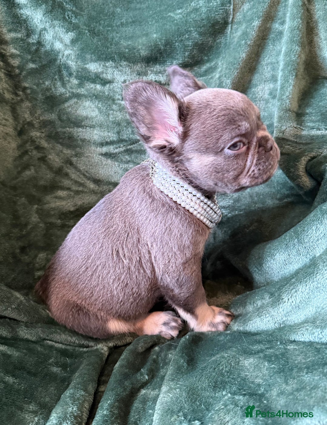 French Bulldog dogs for sale: Fluffy French bull dogs  - Image 13