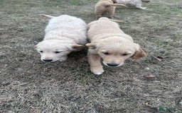 Golden Retriever dogs for sale: 4 KC registered Golden Retriever puppies  - Image 26