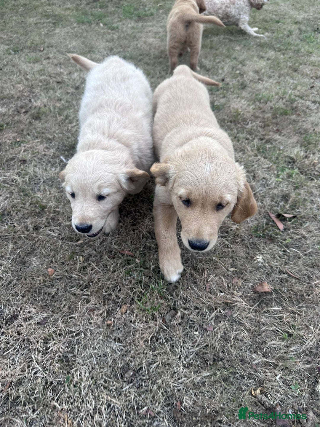 Golden Retriever dogs for sale: 4 KC registered Golden Retriever puppies  - Image 26
