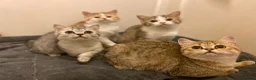 Munchkin cats for sale: ✨ Adorable TICA Registered Munchkin Kittens ✨ - Advert 29