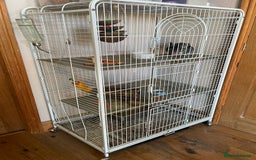 Chinchilla rodents for sale: Adult Ebony Female Chinchilla & Cage - Image 2
