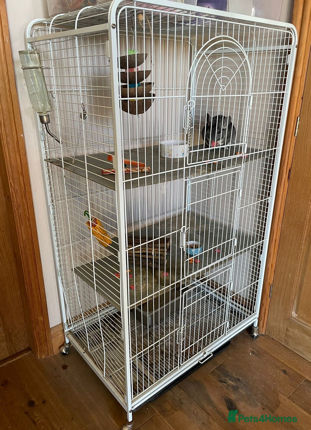 Chinchilla rodents for sale: Adult Ebony Female Chinchilla & Cage - Image 2