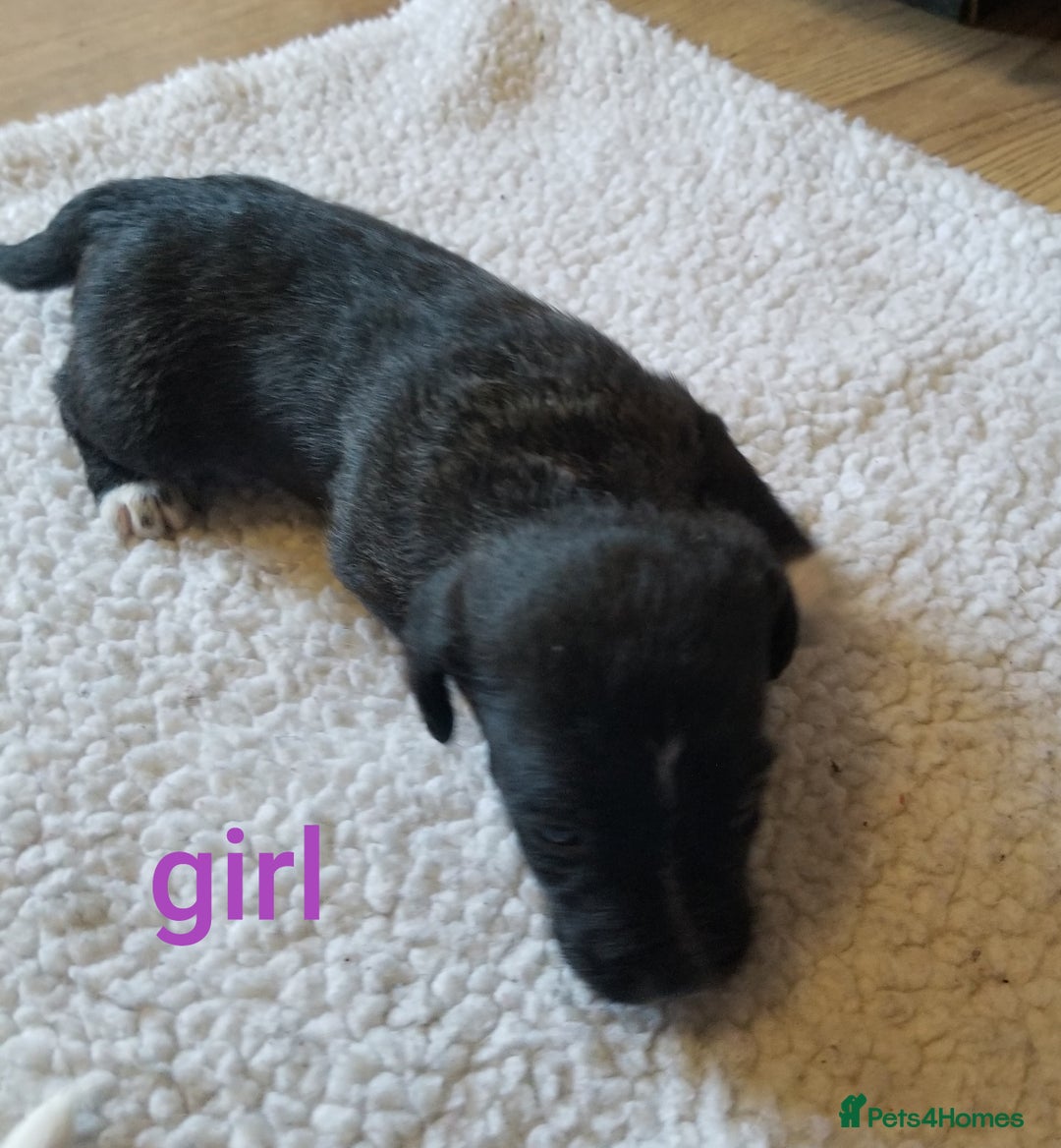 Jackapoo dogs for sale: Jackapoo puppies - Image 17