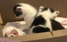 British Shorthair cats for sale: 5 beautiful kittens available from 18th December  - Advert 6