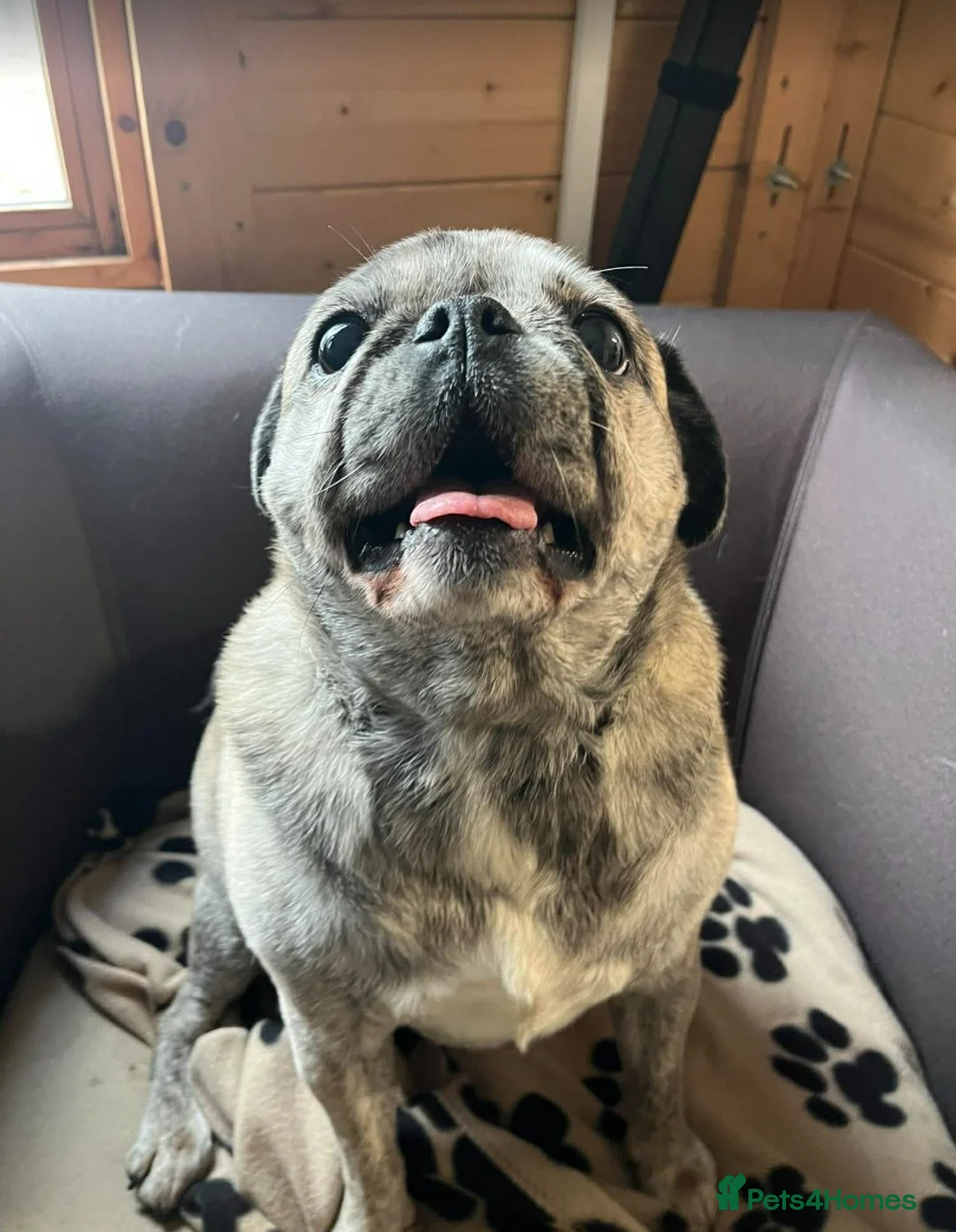 Pug dogs for adoption: Little Lola needs urgent Foster or Home in Waltham Abbey - Advert 2