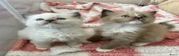 Ragdoll cats for sale: Stunning Ragdoll kittens  - Advert 21
