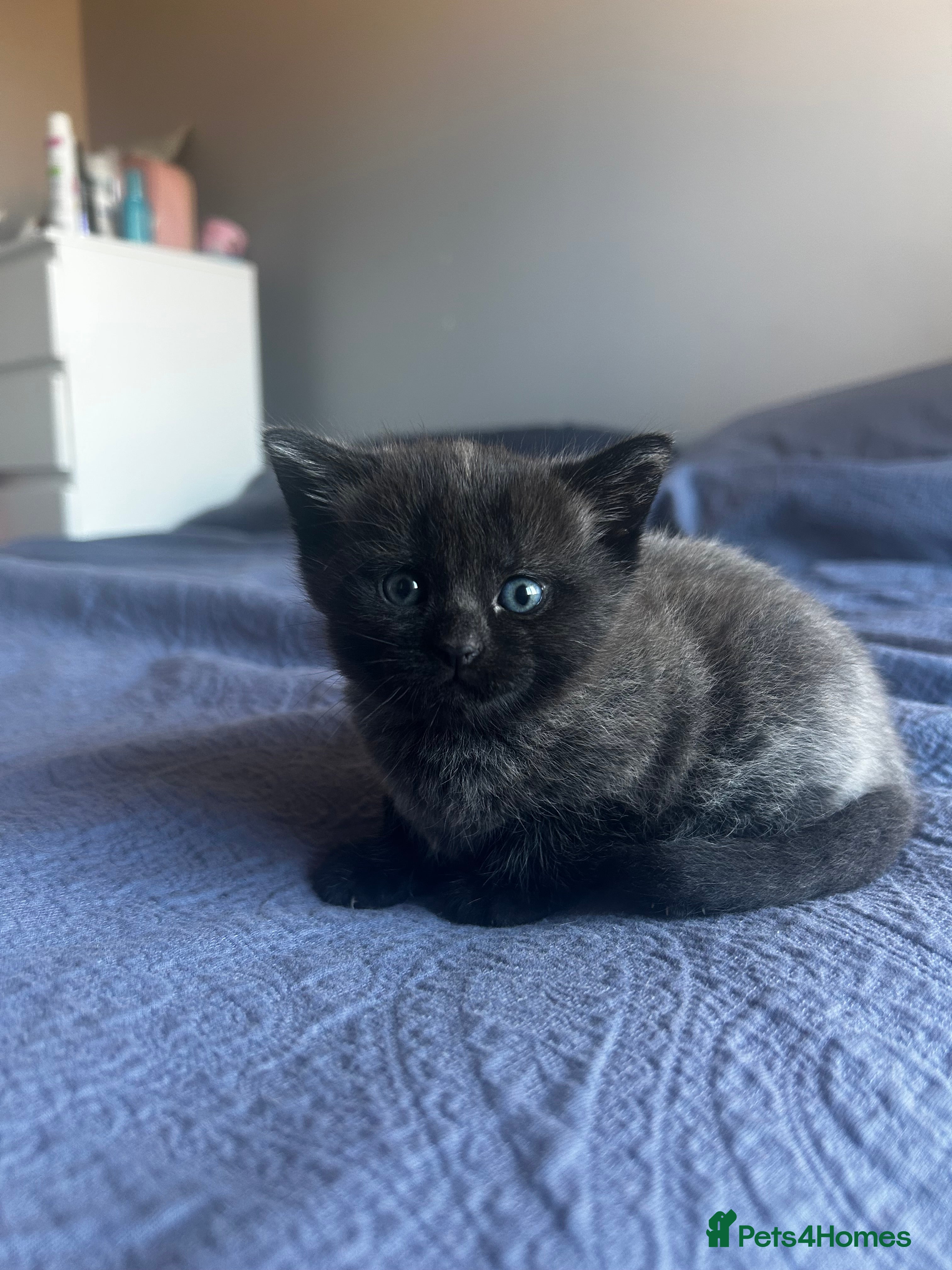 Domestic Shorthair cats 3 gorgeous kittens (1 left) - Advert 17