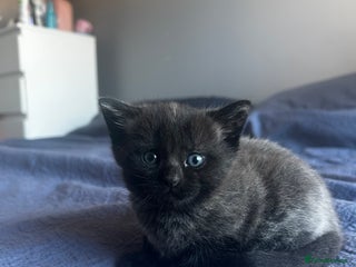 Domestic Shorthair cats 3 gorgeous kittens (1 left) - Advert 17