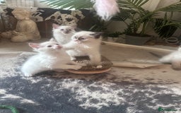 Ragdoll cats for sale: Beautiful Boy Dolls. 🐱 - Image 9