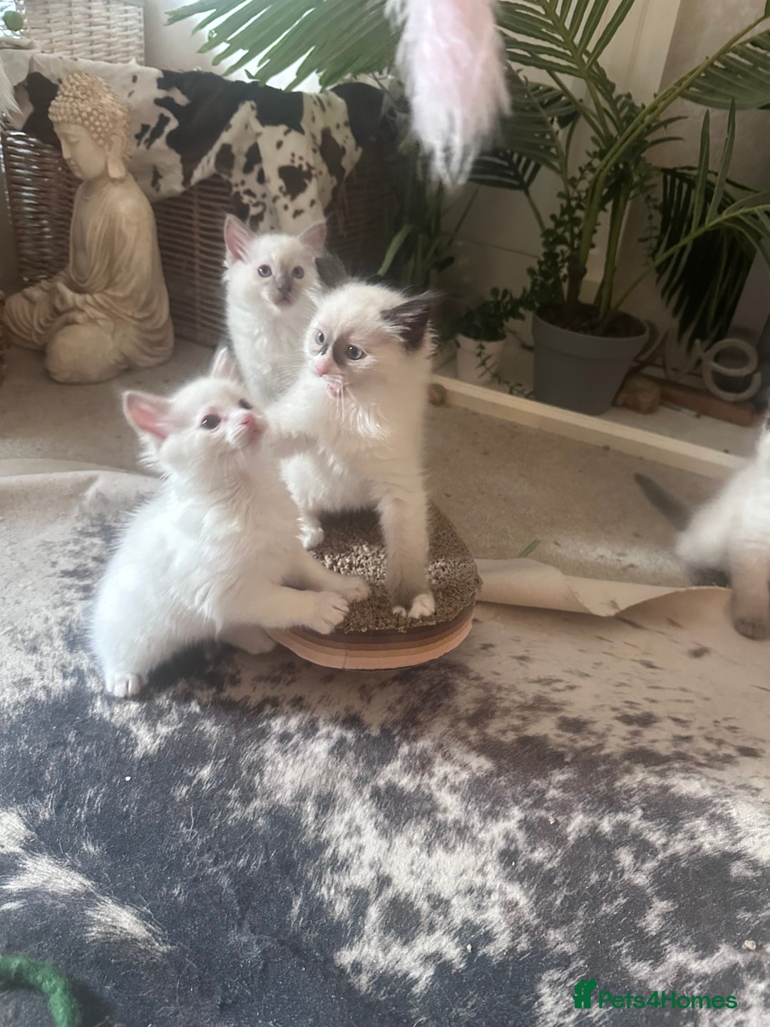 Ragdoll cats for sale: Beautiful Boy Dolls. 🐱 - Image 9