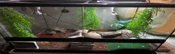 Leopard Gecko reptiles for sale: Leopard geko - Advert 2