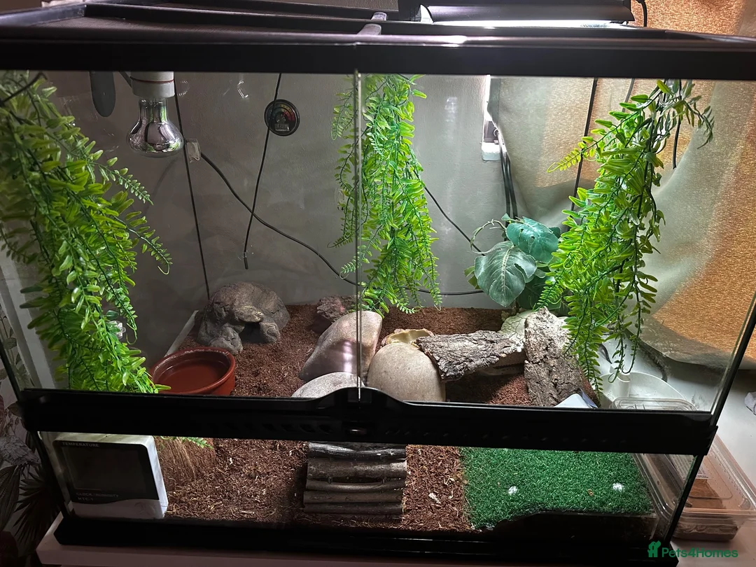 Leopard Gecko reptiles for sale: Leopard geko - Advert 2