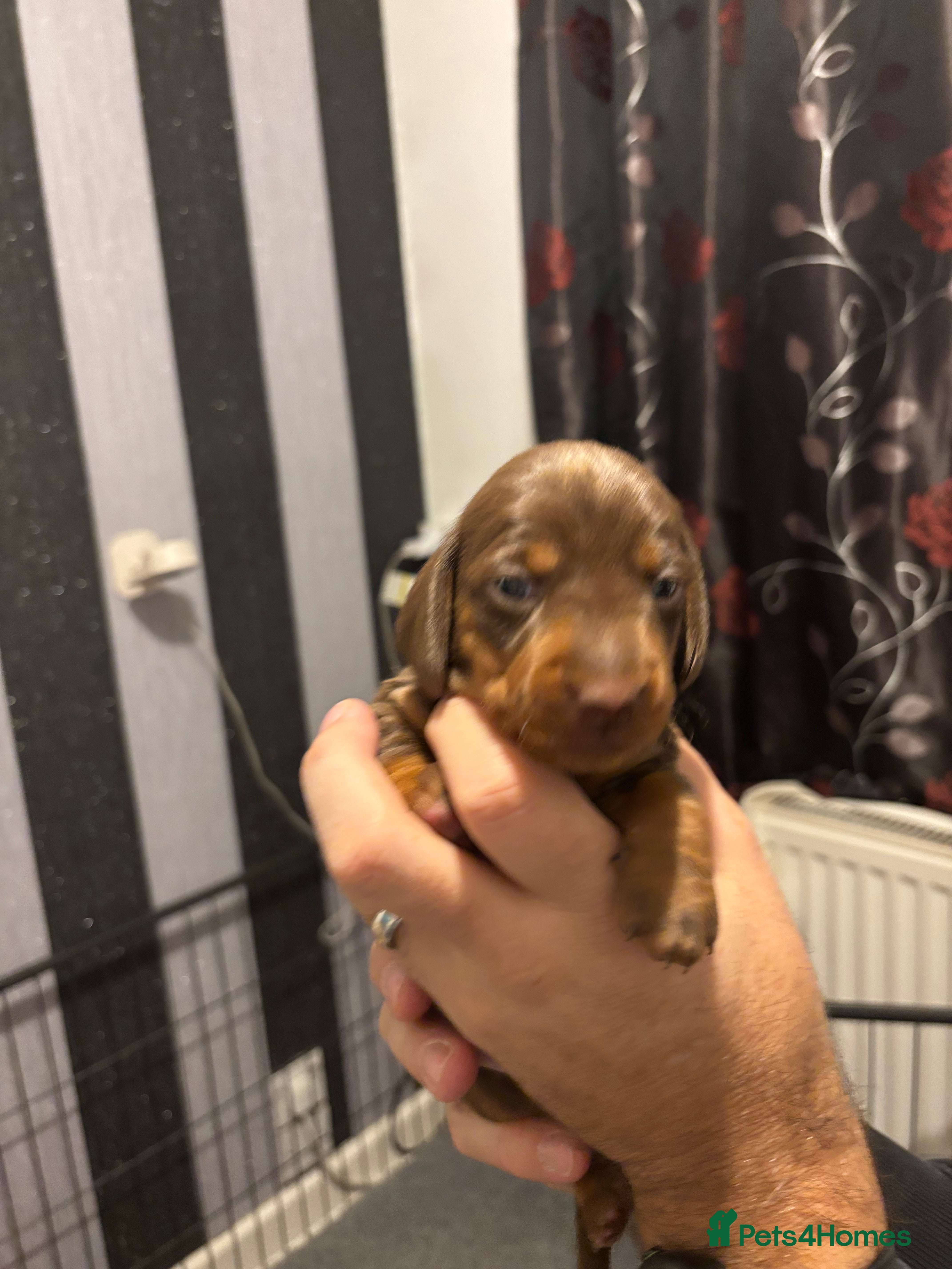 Dachshund dogs Dachshund puppies for sale - Advert 4
