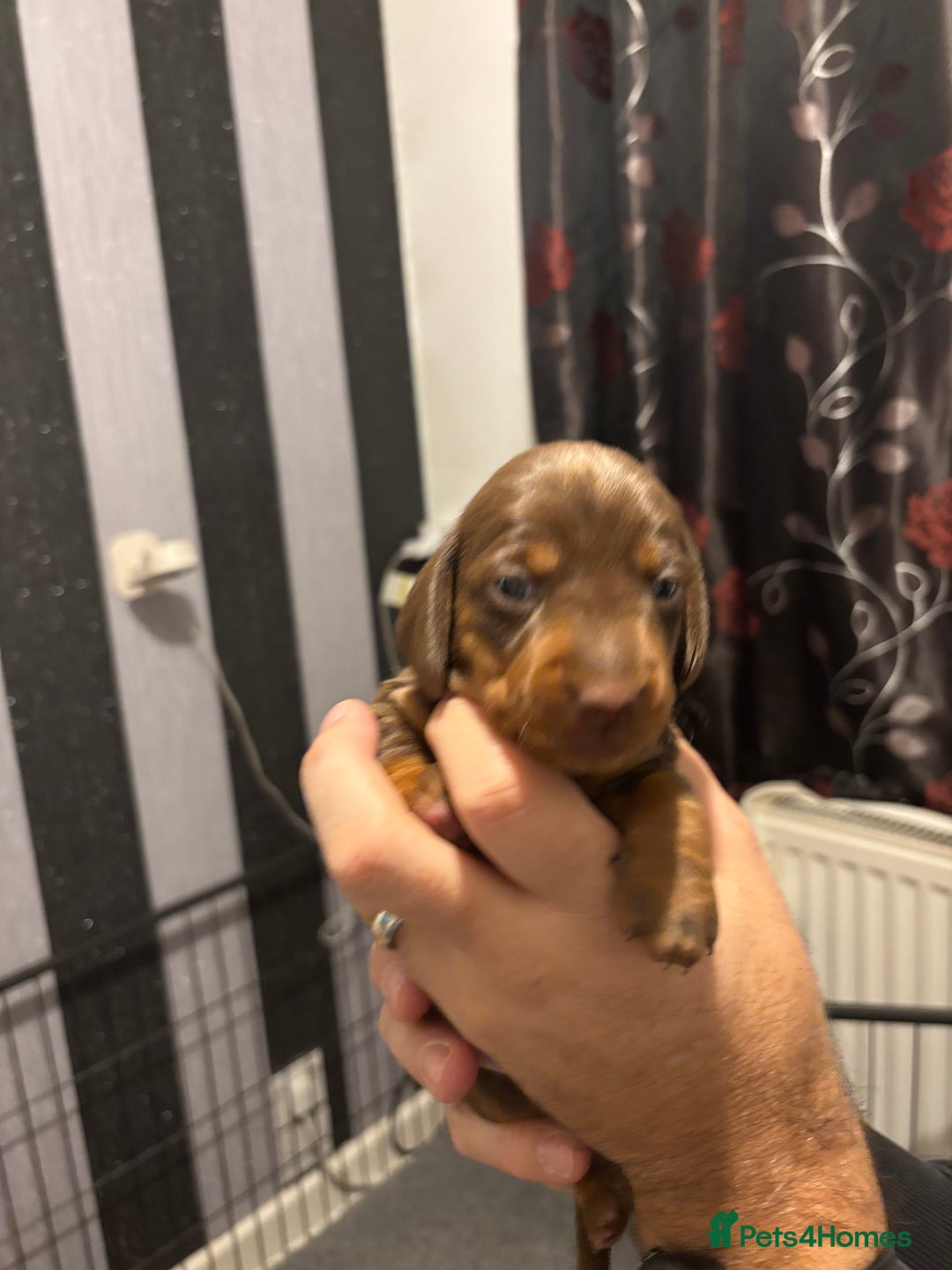 Dachshund dogs for sale: Dachshund puppies for sale - Advert 1