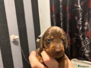 Dachshund dogs Dachshund puppies for sale - Advert 3