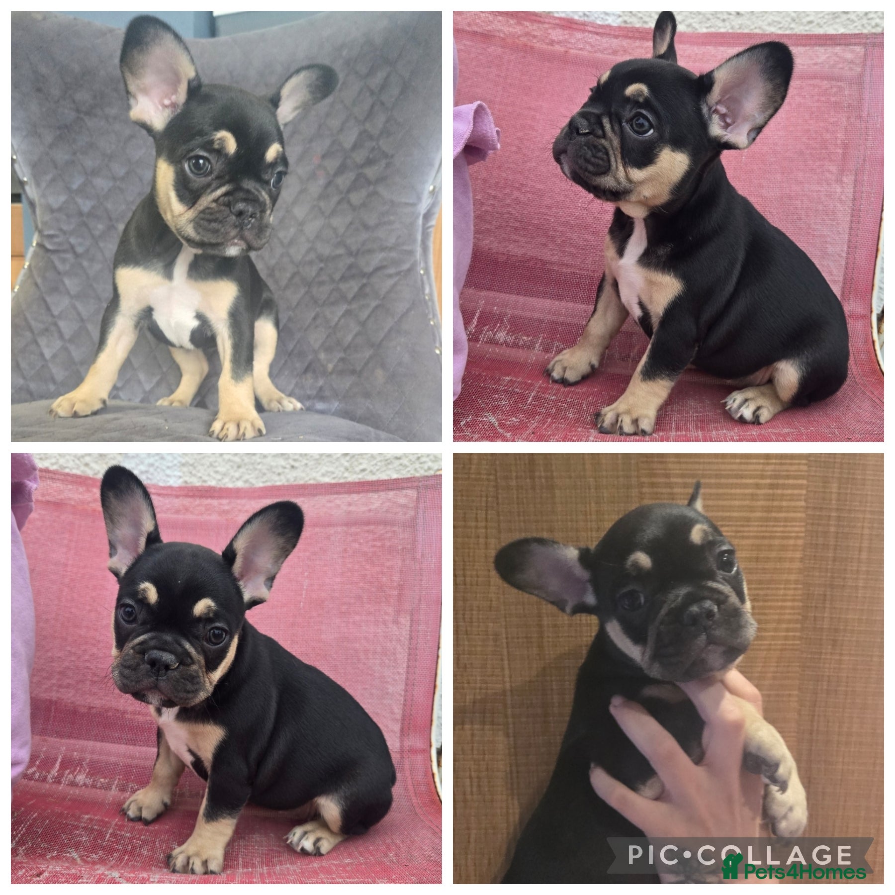 French Bulldog dogs for sale: French bulldog puppies  - Advert 4