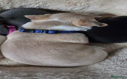 Mixed Breed dogs for sale: Adorable F1b Bullhuahua puppies - Image 20