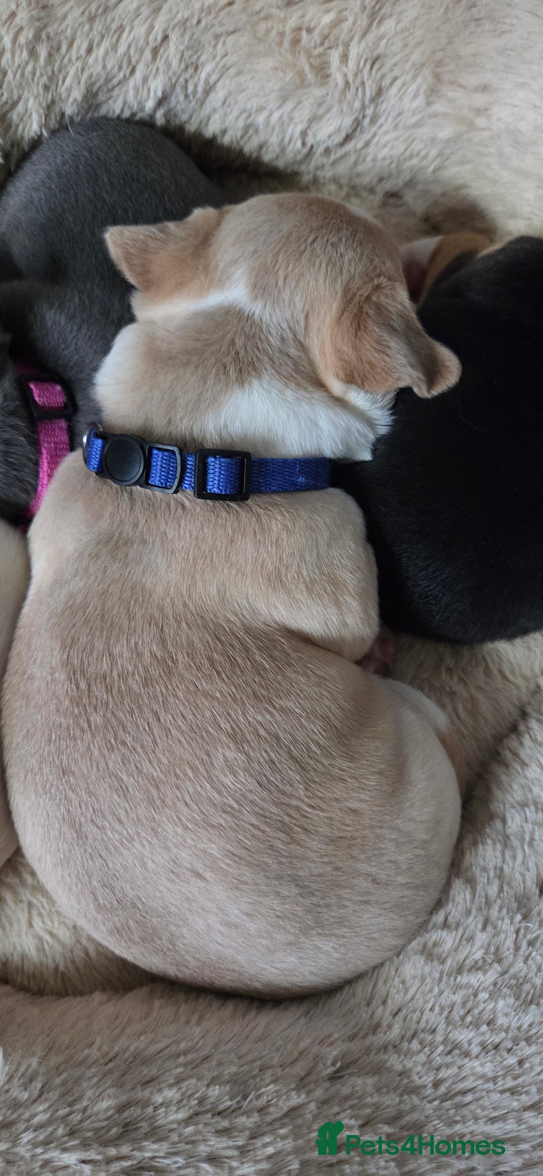 Mixed Breed dogs for sale: Adorable F1b Bullhuahua puppies - Image 20