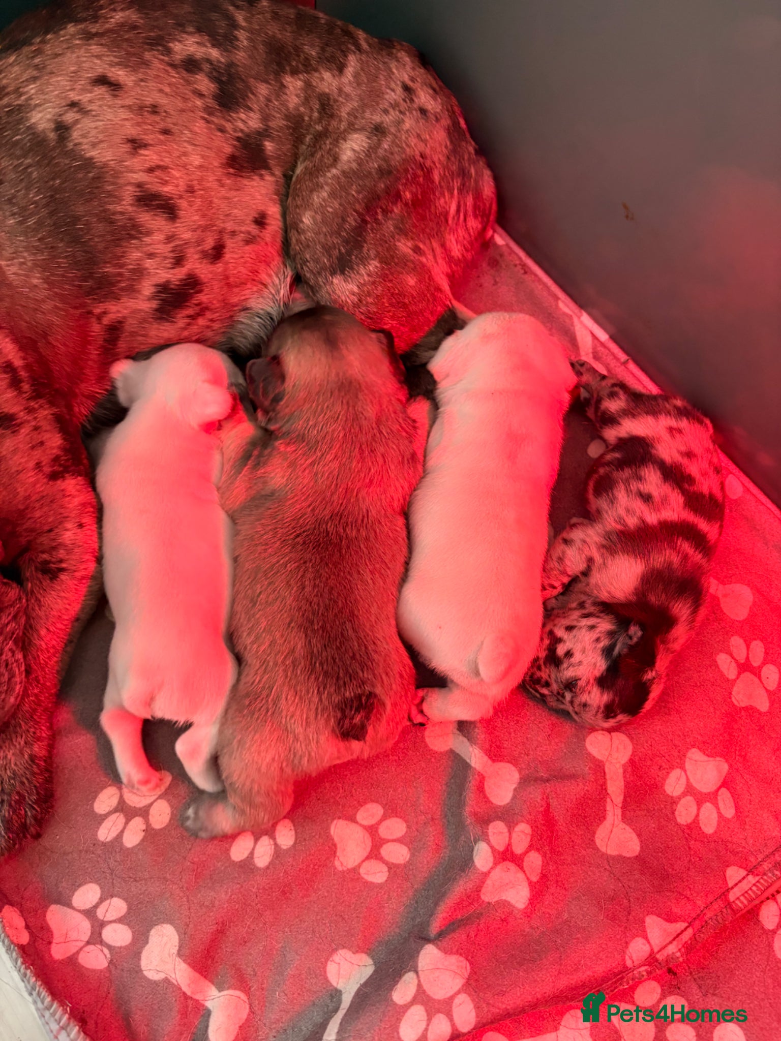 French Bulldog dogs for sale: Frenchie pups for sale! in Liverpool - Advert 7