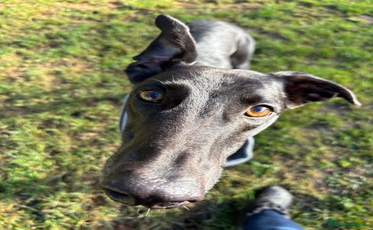 Greyhound dogs - Advert 1