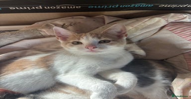 Mixed Breed cats - Advert 8