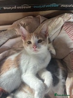Mixed Breed cats - Advert 8