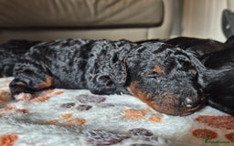 Cockapoo dogs for sale: 🐾 F1b Cockapoo Puppies for Sale 🐾 - Image 7