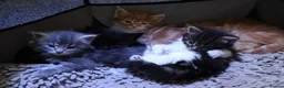 Maine Coon cats for sale: Gorgeous maine coon cross kittens - Advert 10