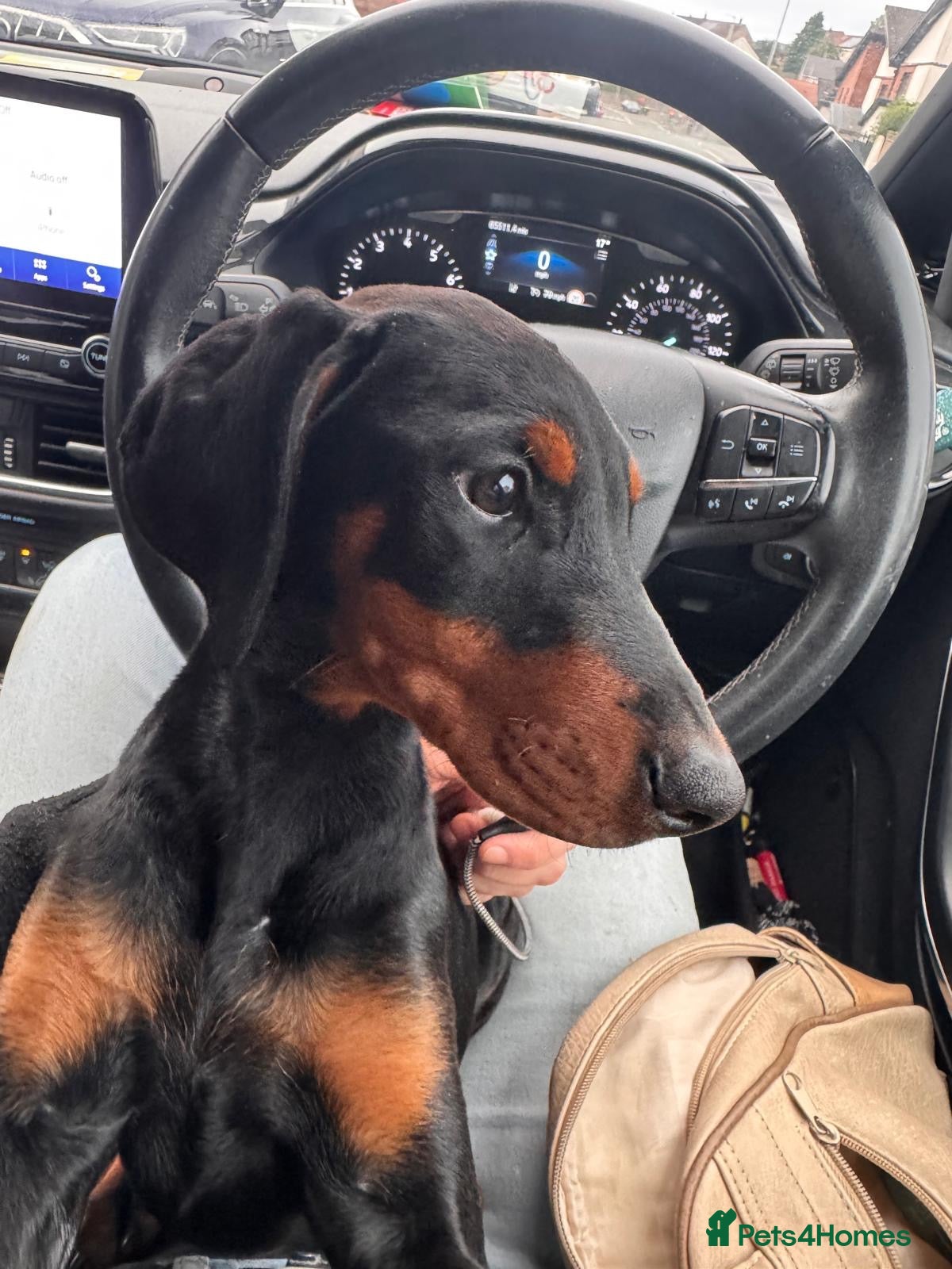 Dobermann dogs Last puppy - Advert 1