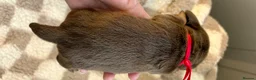 Miniature Dachshund dogs for sale: 🐾 STUNNING DNA TEST MINIATURE DACHSHUND PUPPIES  - Advert 22