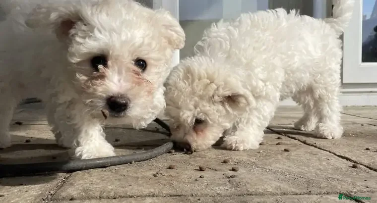 Bichon Frise dogs Bichon frise puppies  - Advert 3