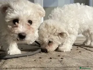 Bichon Frise dogs Bichon frise puppies - Advert 3